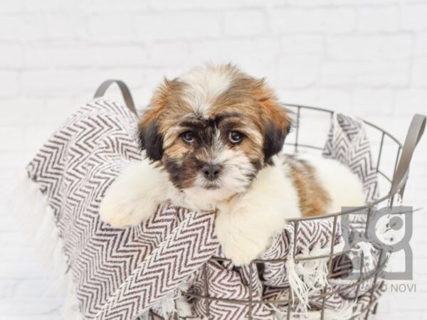 Teddy Bear DOG Male brown white 33177 Petland Novi, Michigan