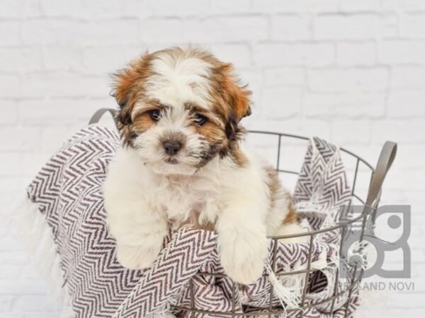 Teddy Bear DOG Female brown white 33178 Petland Novi, Michigan