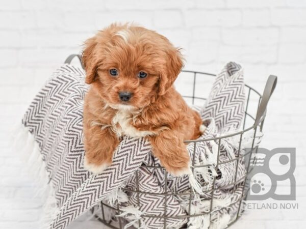 Cavapoo DOG Male RED 33179 Petland Novi, Michigan