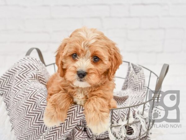 Cavapoo-DOG-Male-RED-33180-Petland Novi, Michigan