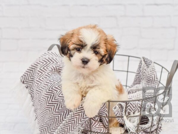 Teddy Bear-DOG-Female-brown white-33182-Petland Novi, Michigan