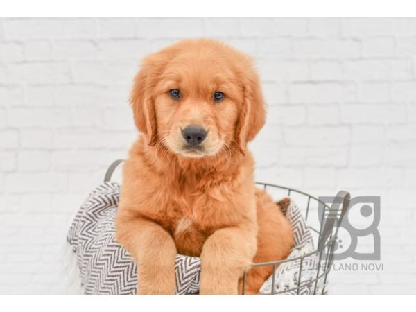 Golden Retriever DOG Male Golden 33173 Petland Novi, Michigan