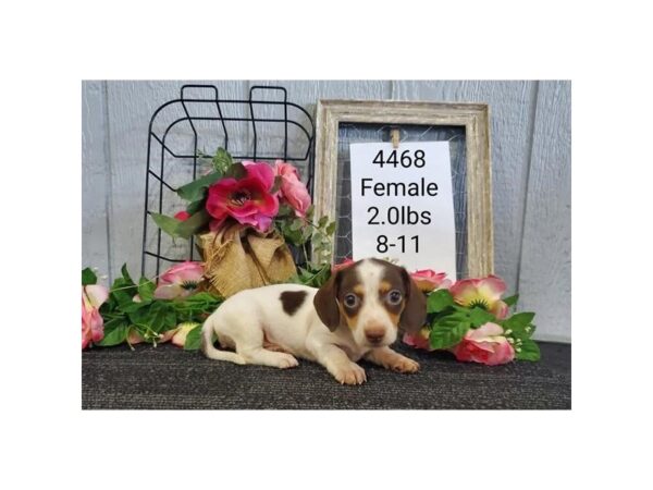 Dachshund DOG Female Chocolate / White 33186 Petland Novi, Michigan