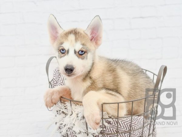 Siberian Husky-DOG-Female-Gray & White-33183-Petland Novi, Michigan