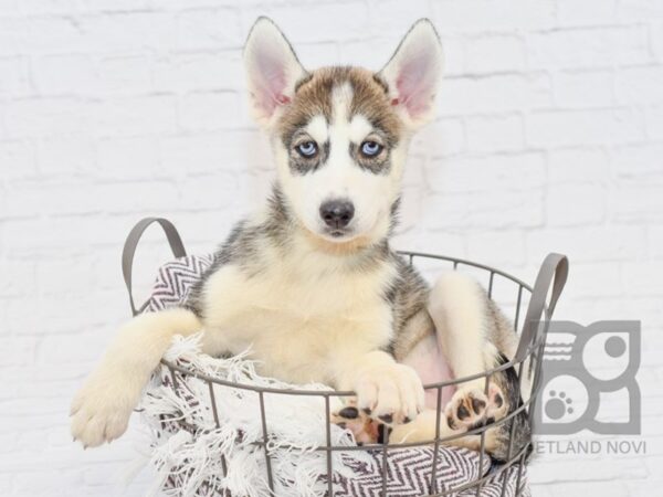 Siberian Husky DOG Female Gray & White 33184 Petland Novi, Michigan