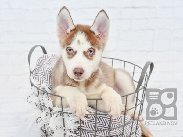 Siberian Husky DOG Female Red & White 33185 Petland Novi, Michigan