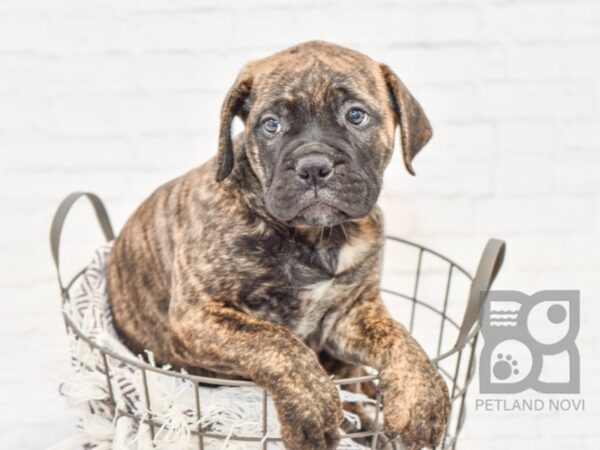 Bullmastiff DOG Female Brindle 33188 Petland Novi, Michigan