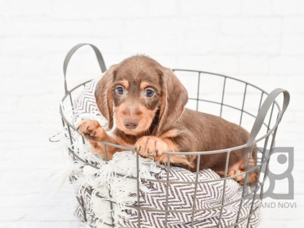 Dachshund-DOG-Male-Chocolate-33189-Petland Novi, Michigan