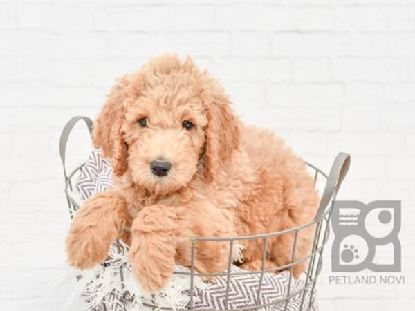 Goldendoodle DOG Female Apricot 33190 Petland Novi, Michigan