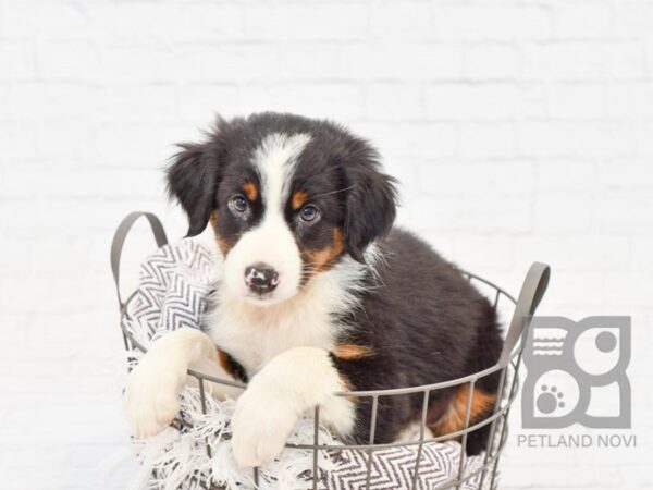 Australian Shepherd DOG Male Tri 33191 Petland Novi, Michigan