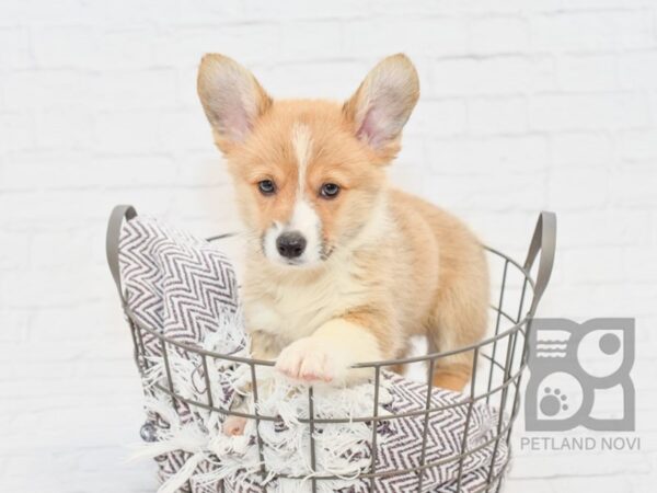 Pembroke Welsh Corgi DOG Male Red & White 33192 Petland Novi, Michigan