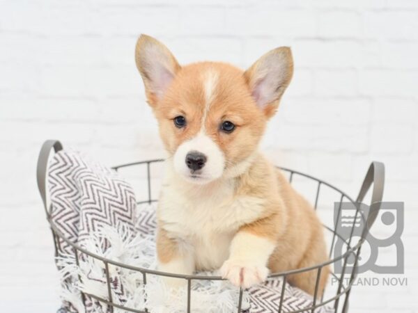 Pembroke Welsh Corgi DOG Female Red & White 33193 Petland Novi, Michigan