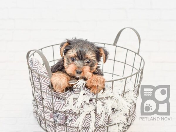 Yorkshire Terrier DOG Male BLK TAN 33195 Petland Novi, Michigan