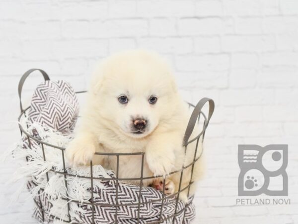 Pomsky-DOG-Male-CREAM WH-33196-Petland Novi, Michigan