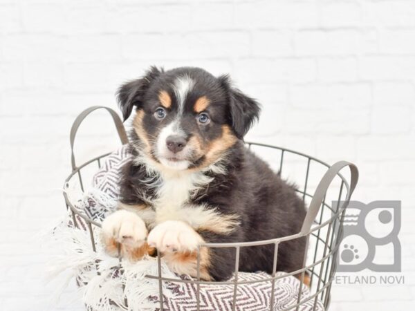 Mini Australian Shepherd DOG Male BLK TRI 33197 Petland Novi, Michigan