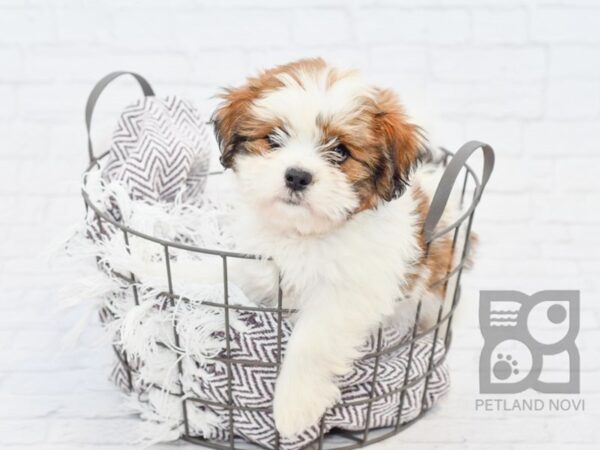 Teddy Bear-DOG-Female-brown white-33198-Petland Novi, Michigan