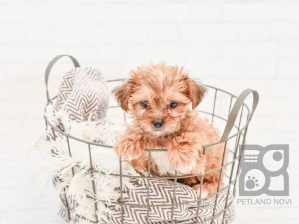 Shorkie DOG Female BEIGE 33199 Petland Novi, Michigan