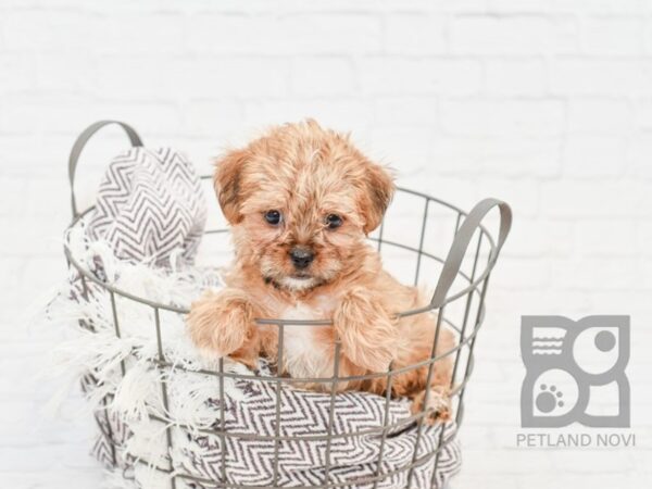 Shorkie DOG Male BEIGE 33200 Petland Novi, Michigan