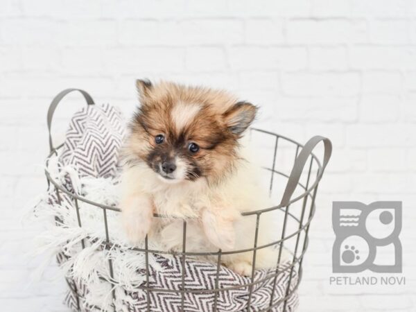 Pomeranian DOG Male SABLE WHITE 33201 Petland Novi, Michigan