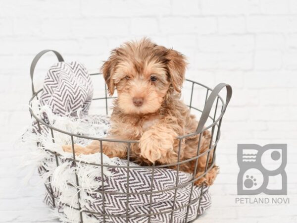 Yorkie Poo-DOG-Male-CHOC MERLE-33202-Petland Novi, Michigan