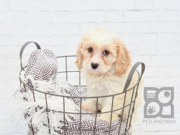 Cavachon-DOG-Female-BLENHEIM-33203-Petland Novi, Michigan