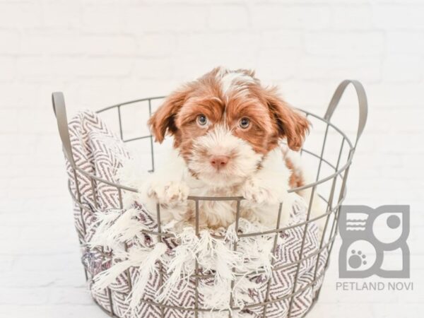 Havanese DOG Male choc white 33204 Petland Novi, Michigan