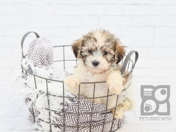 Teddy Bear DOG Male brown white 33205 Petland Novi, Michigan