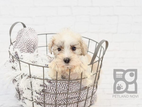 Miniature Schnauzer-DOG-Female-BROWN WH-33206-Petland Novi, Michigan