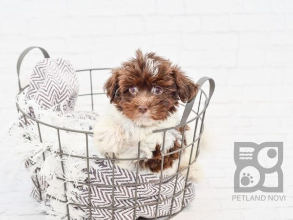 Havanese DOG Male choc white 33207 Petland Novi, Michigan