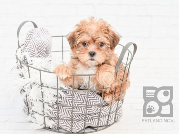 Shorkie-DOG-Male-BEIGE-33208-Petland Novi, Michigan