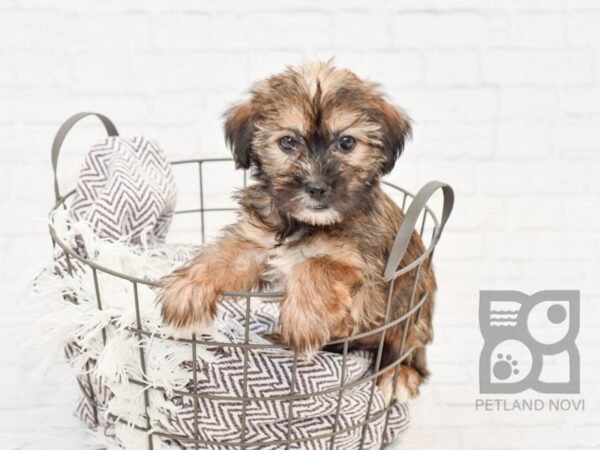 Shorkie DOG Female BEIGE 33209 Petland Novi, Michigan