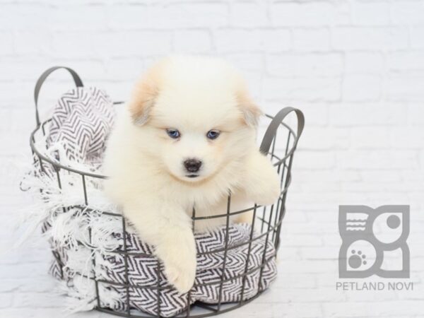 Pomsky DOG Female CREAM WHITE 33210 Petland Novi, Michigan