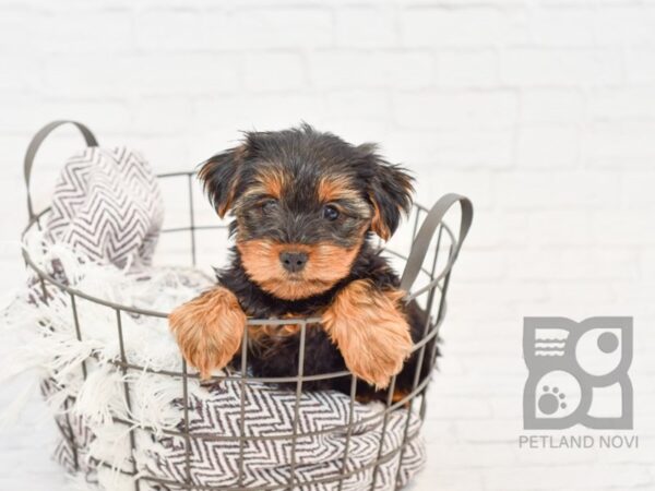 Yorkshire Terrier DOG Female BLK TAN 33211 Petland Novi, Michigan