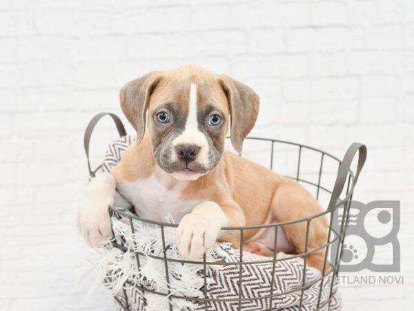 Boxer DOG Male Lilac& White 33213 Petland Novi, Michigan