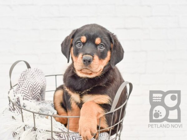 Rottweiler-DOG-Female-Black & Tan-33214-Petland Novi, Michigan