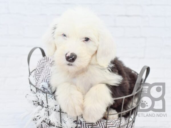 Old English Sheepdog DOG Male Black White 33215 Petland Novi, Michigan