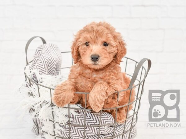 F2 MINI GOLDENDOODLE DOG Male Red 33216 Petland Novi, Michigan