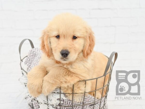 Golden Retriever DOG Male Golden 33217 Petland Novi, Michigan