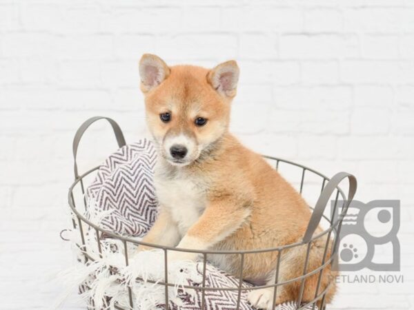 Shiba Inu-DOG-Male-Red Seseme-33218-Petland Novi, Michigan