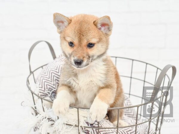 Shiba Inu DOG Male Red Seseme 33219 Petland Novi, Michigan