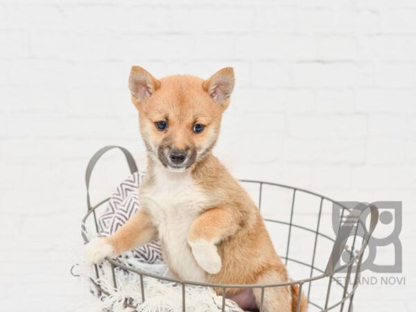 Shiba Inu DOG Female Red Seseme 33220 Petland Novi, Michigan