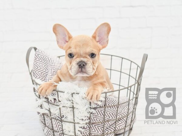 French Bulldog DOG Female Blue Fawn 33221 Petland Novi, Michigan