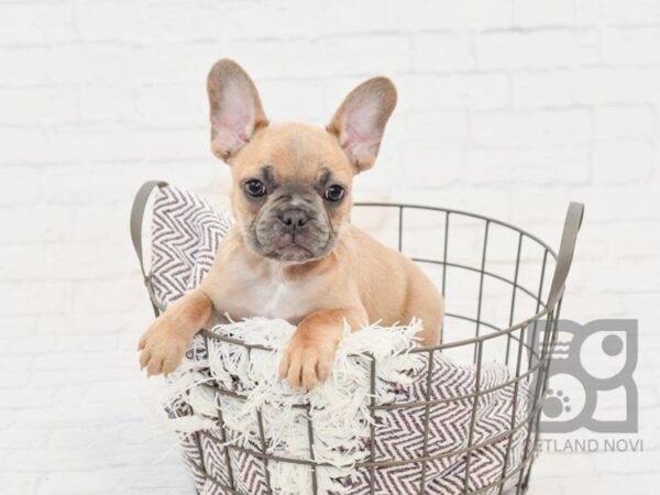 French Bulldog-DOG-Female-Blue Fawn-33222-Petland Novi, Michigan