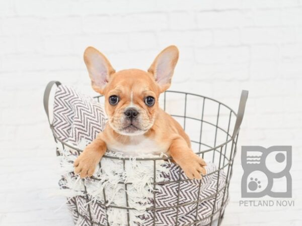 French Bulldog-DOG-Female-Fawn w/White Markings-33223-Petland Novi, Michigan