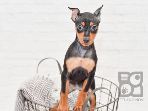 Miniature Pinscher DOG Female Black / Tan 33224 Petland Novi, Michigan