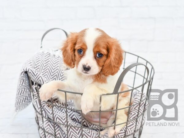 Cavalier King Charles Spaniel DOG Female Blenheim 33225 Petland Novi, Michigan