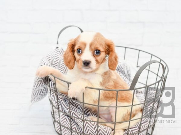 Cavalier King Charles Spaniel-DOG-Female-Blenheim-33226-Petland Novi, Michigan