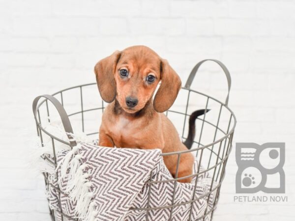 Dachshund-DOG-Male-Red-33227-Petland Novi, Michigan
