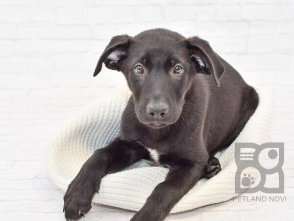 Labrador Retriever/German Shepherd DOG Male Black 33229 Petland Novi, Michigan