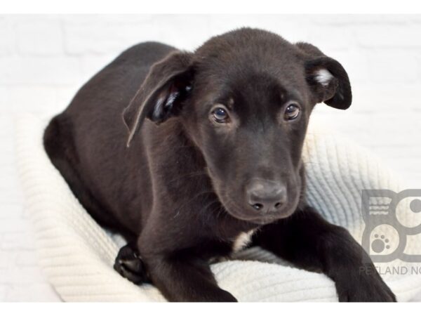 Labrador Retriever/German Shepherd DOG Female Black 33230 Petland Novi, Michigan